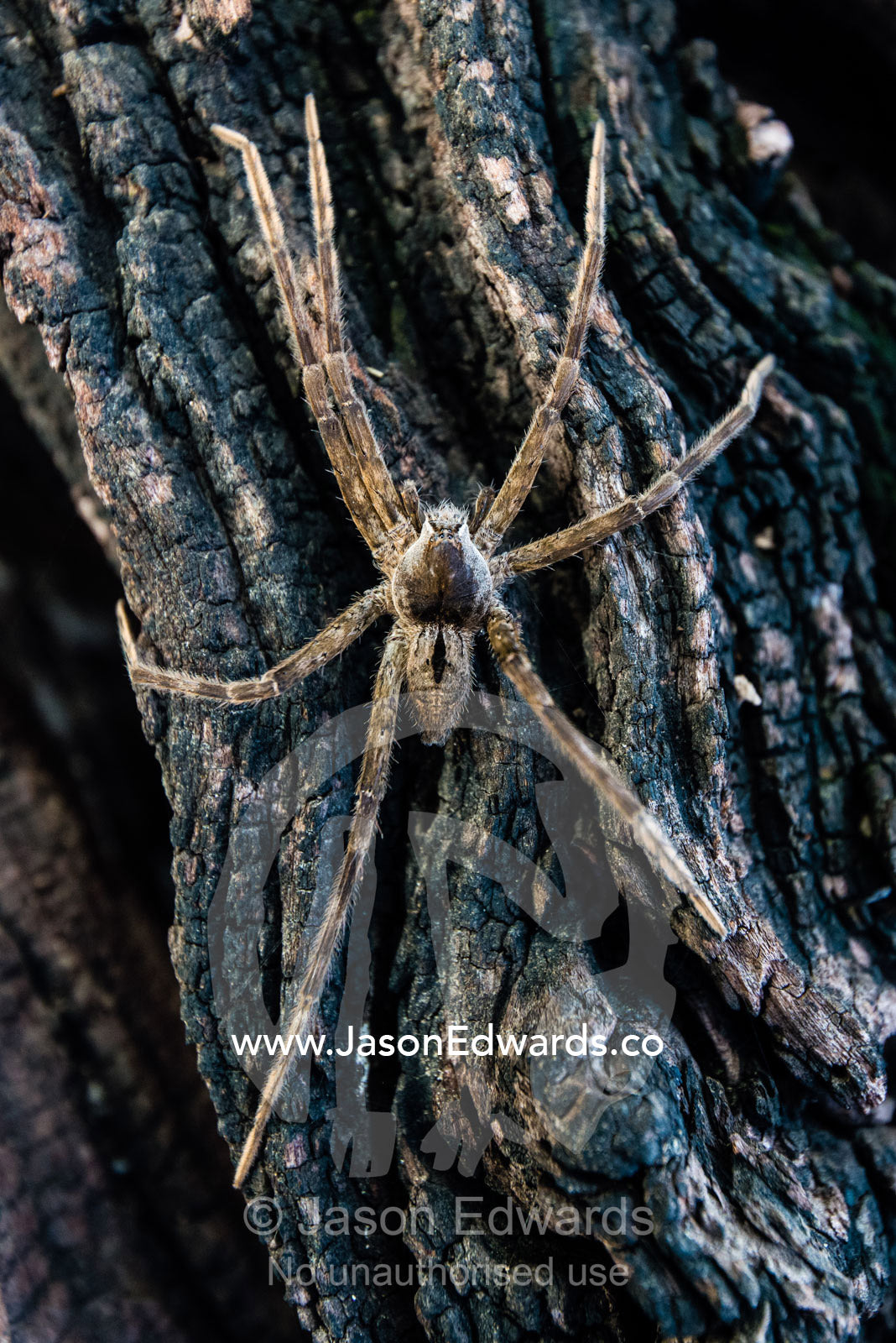 An African Water Spider hunting for prey on a dead tree in a river. Chobe River, Chobe National Park, Botswana.