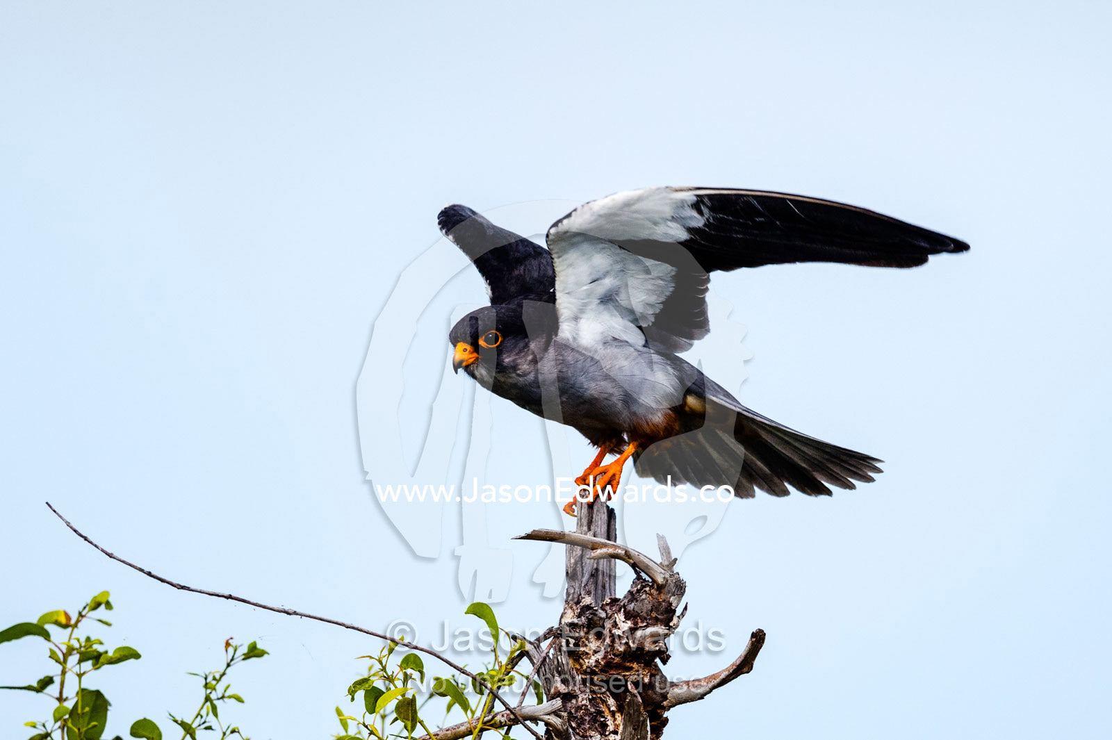 A Amur Falcon stretching it's wings. Chobe River, Chobe National Park, Botswana.