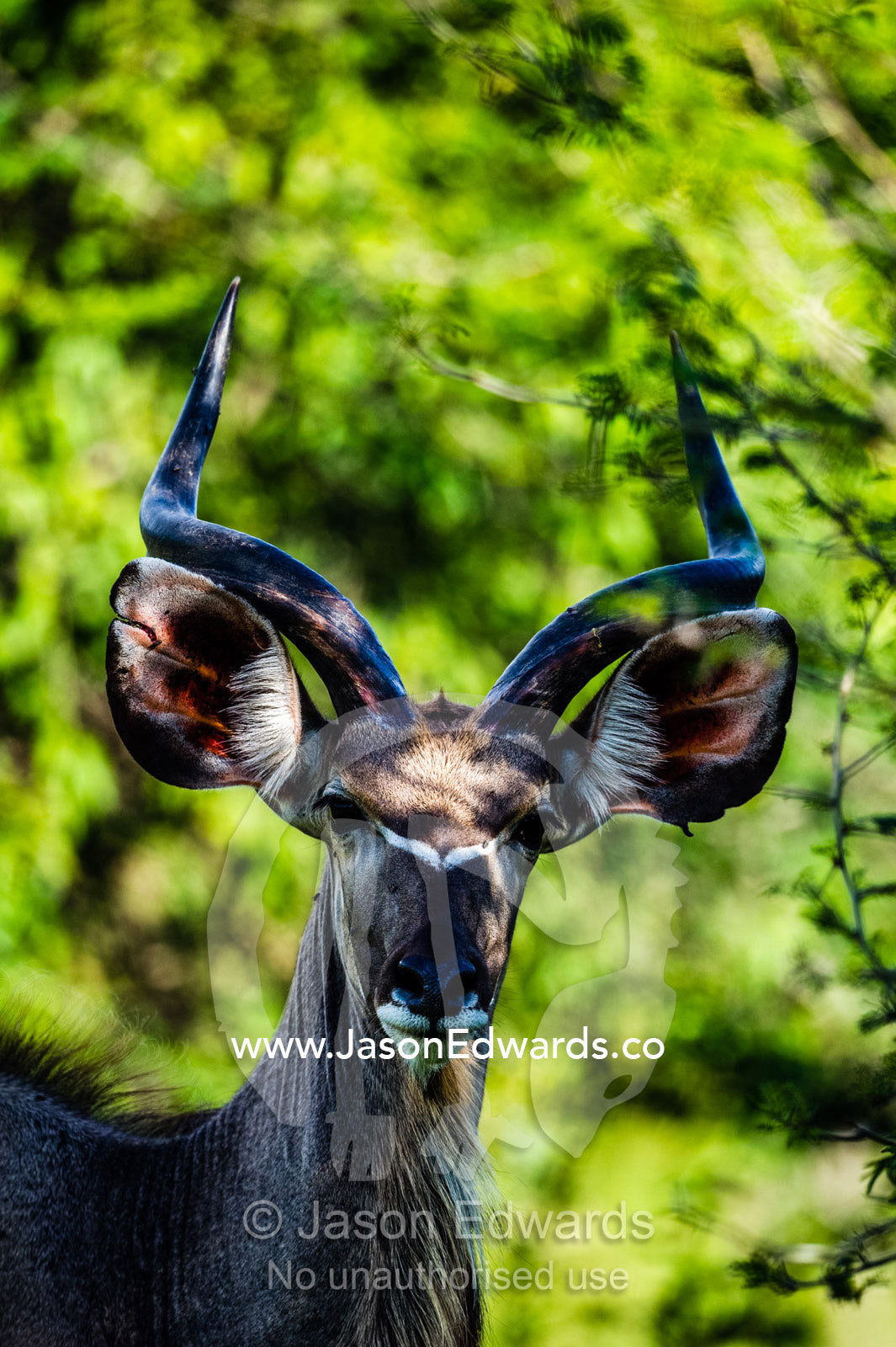 An alert Greater Kudu listening for danger with large ears. Duba Plains Camp, Ngamiland West, Botswana.