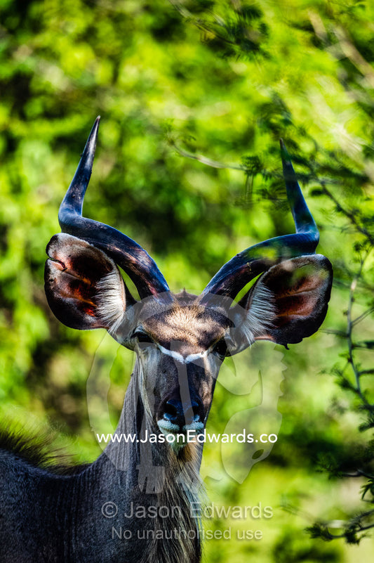 An alert Greater Kudu listening for danger with large ears. Duba Plains Camp, Ngamiland West, Botswana.