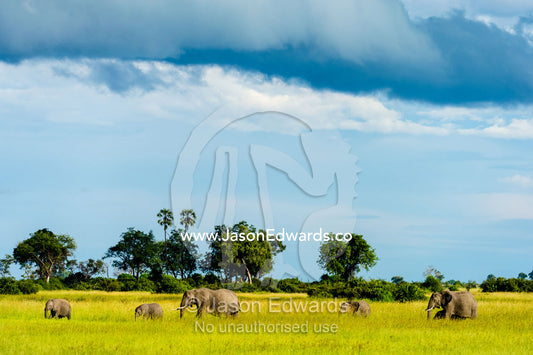 A family of African Elephants migrating across a lush floodplain. Duba Plains Camp, Ngamiland West, Botswana.