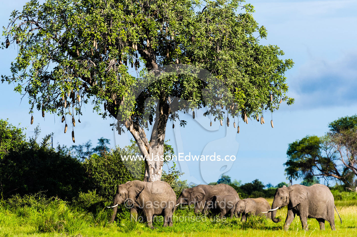 A family of African Elephants feeding beneath a Sausage Tree. Duba Plains Camp, Ngamiland West, Botswana.