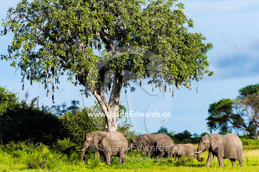 A family of African Elephants feeding beneath a Sausage Tree. Duba Plains Camp, Ngamiland West, Botswana.