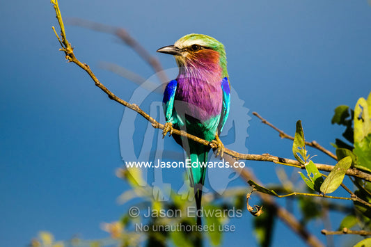 The iridescent colours of a Lilac-breasted Roller perched in a tree at sunset. Duba Plains Camp, Ngamiland West, Botswana.