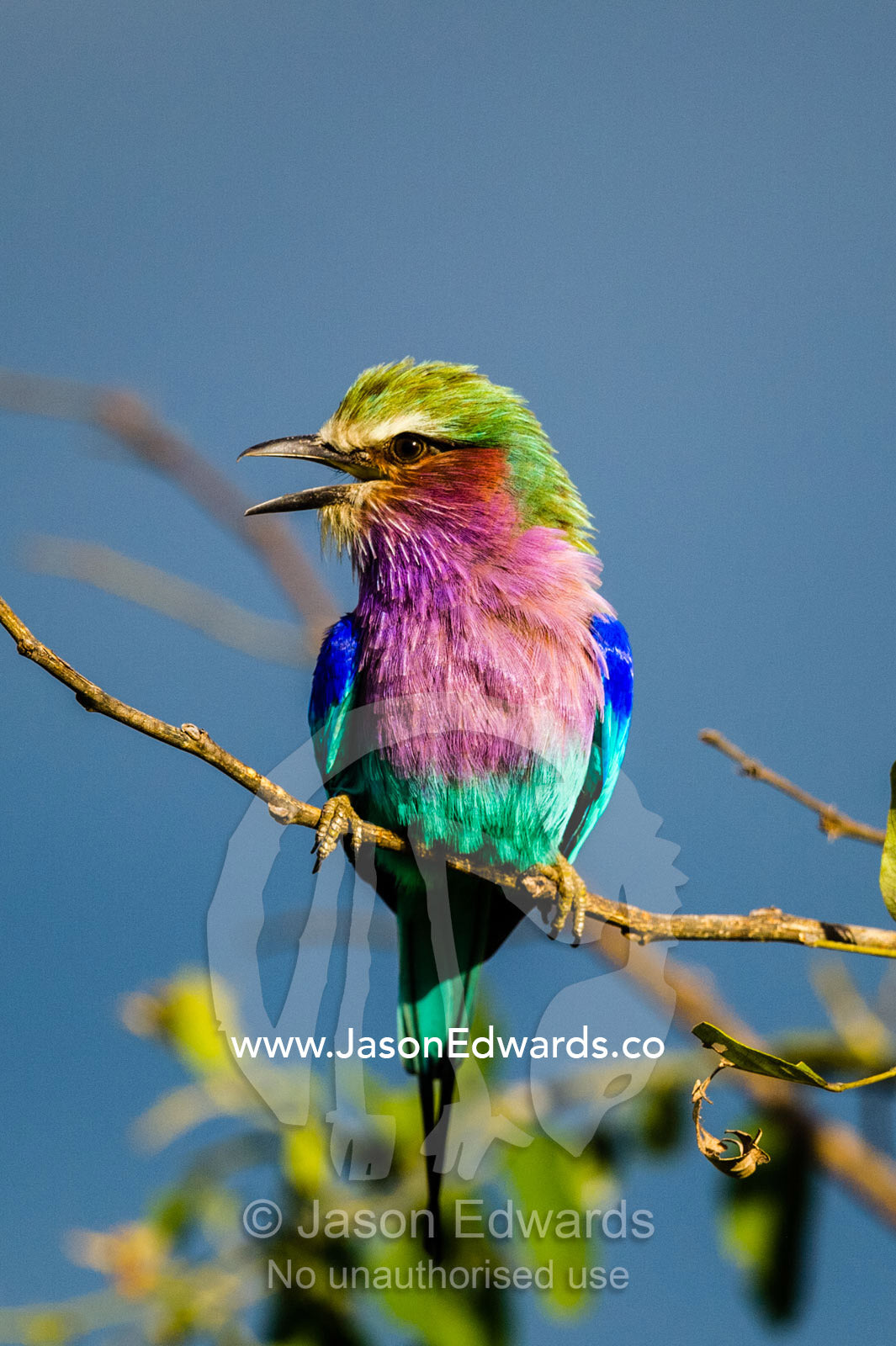The iridescent colours of a Lilac-breasted Roller panting in the heat at sunset. Duba Plains Camp, Ngamiland West, Botswana.
