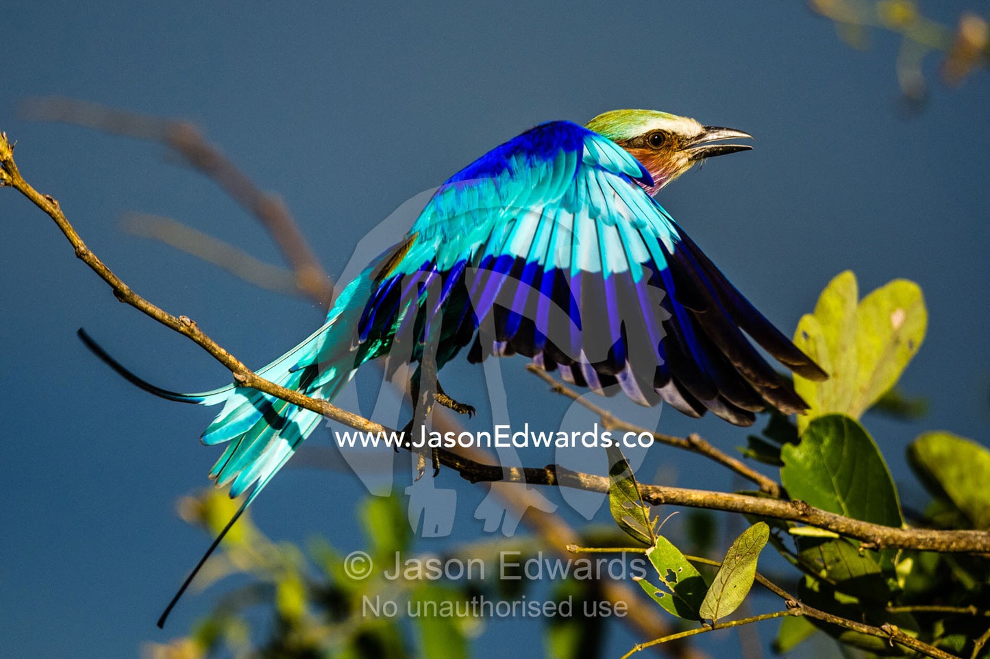 The iridescent colours of a Lilac-breasted Roller in flight at sunset. Duba Plains Camp, Ngamiland West, Botswana.