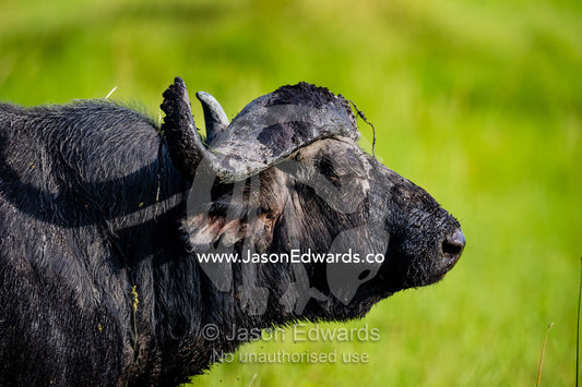 The profile of an African Buffalo showing it's pointed horns. Duba Plains Camp, Ngamiland West, Botswana.