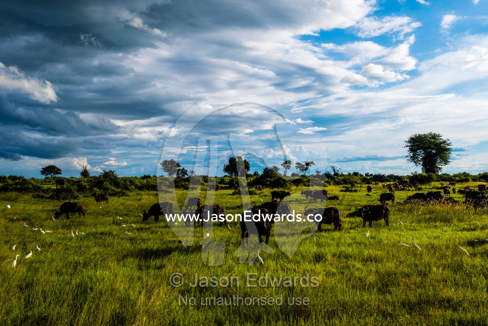 An African Buffalo herd grazing on a floodplain in the late afternoon light. Duba Plains Camp, Ngamiland West, Botswana.