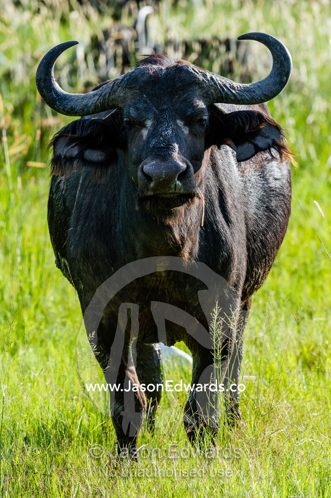 The curved and lethally sharp horns of an African Buffalo. Duba Plains Camp, Ngamiland West, Botswana.