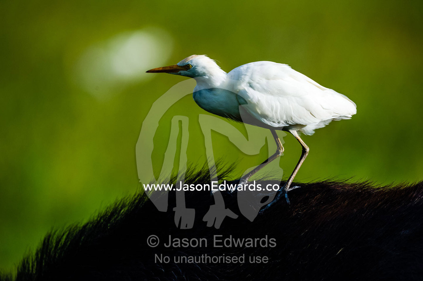 A Cattle Egret riding on the back of an African Buffalo. Duba Plains Camp, Ngamiland West, Botswana.