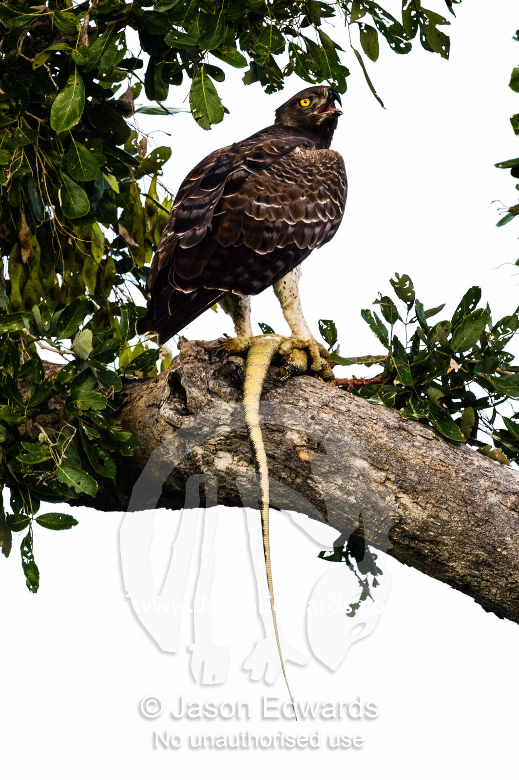 A Martial Eagle with a Nile Monitor kill in it's talons. Duba Plains Camp, Ngamiland West, Botswana.