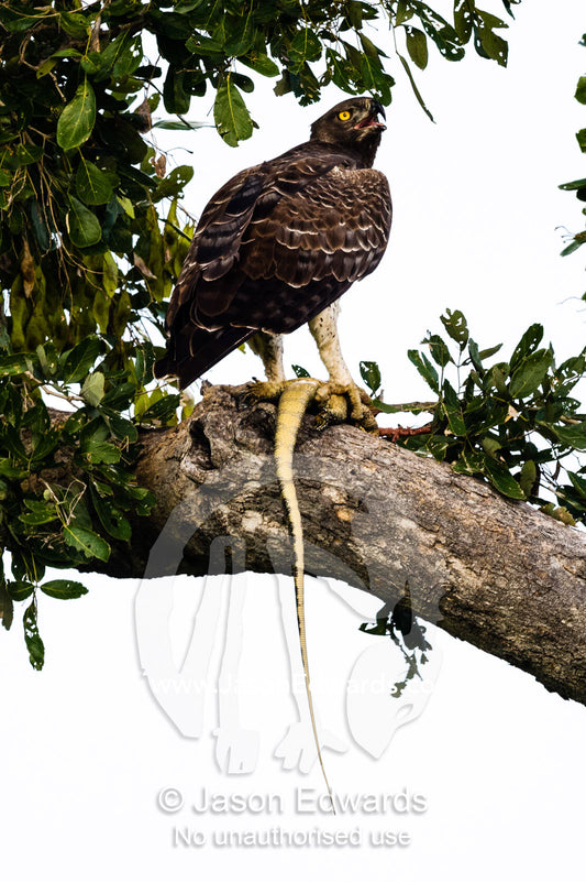 A Martial Eagle with a Nile Monitor kill in it's talons. Duba Plains Camp, Ngamiland West, Botswana.