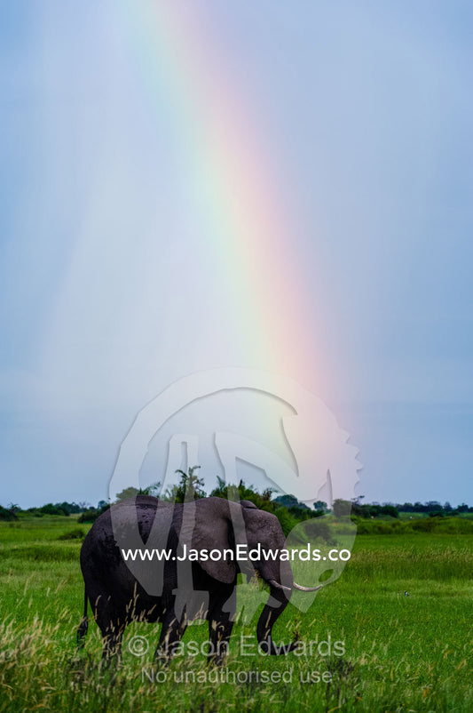 An African Elephant grazing on a floodplain beneath a rainbow. Duba Plains Camp, Ngamiland West, Botswana.