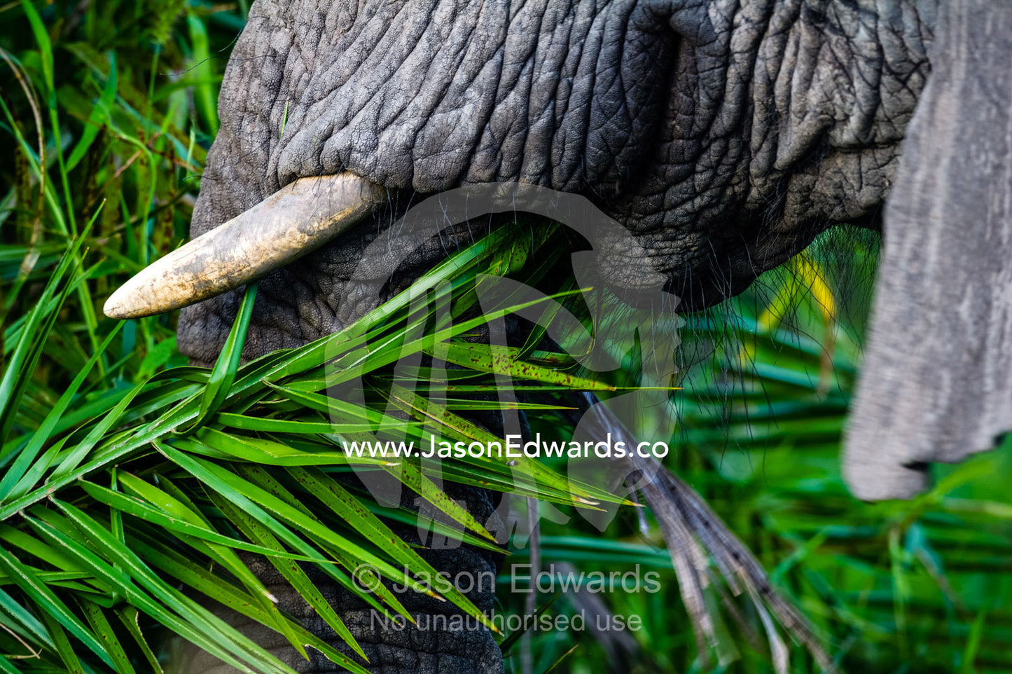 An African Elephant feeding on a palm tree frond. Duba Plains Camp, Ngamiland West, Botswana.
