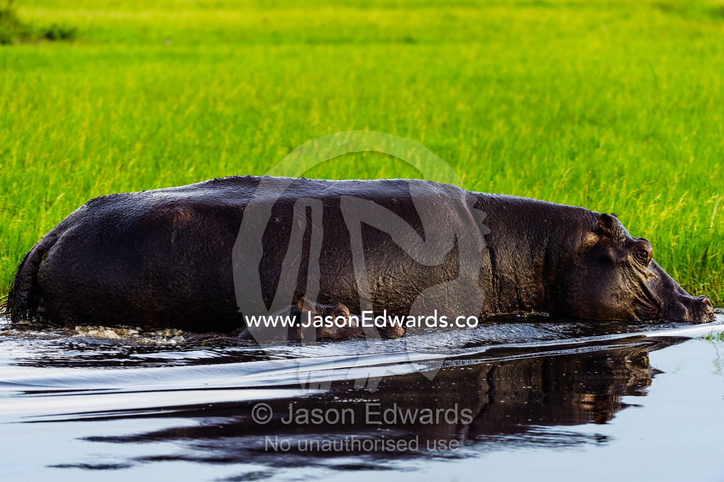 A mother hippopotamus guiding her calf through a waterhole on a floodplain. Duba Plains Camp, Ngamiland West, Botswana.