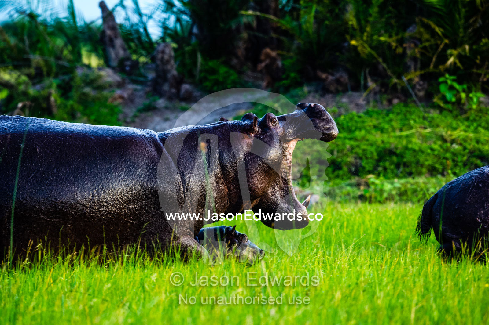 A mother hippopotamus displays her huge canines protecting her small calf. Duba Plains Camp, Ngamiland West, Botswana.