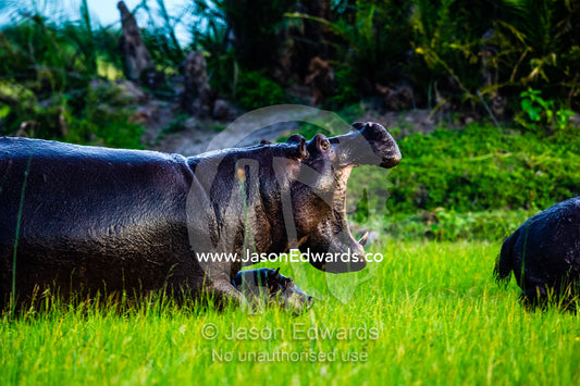 A mother hippopotamus displays her huge canines protecting her small calf. Duba Plains Camp, Ngamiland West, Botswana.
