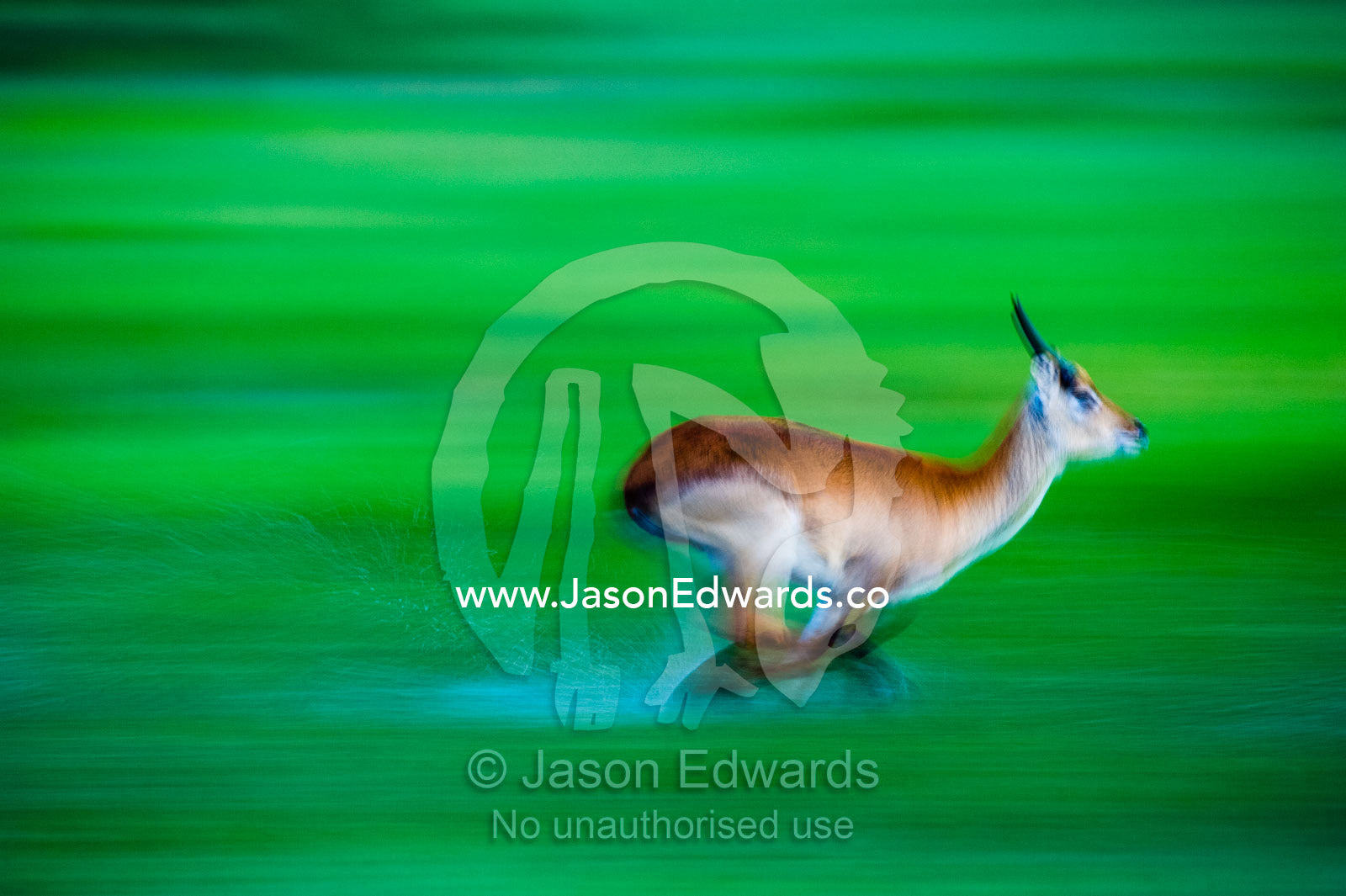 Water sprays from a Red Lechwe running across a floodplain. Duba Plains Camp, Ngamiland West, Botswana.