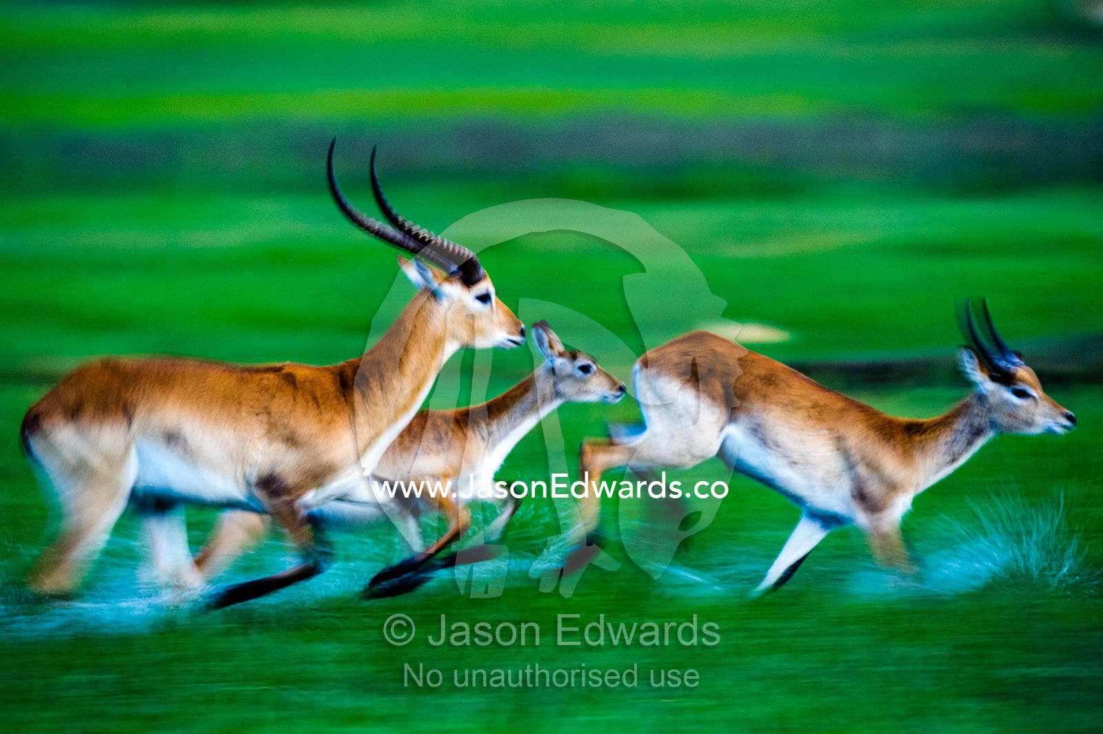 Water sprays from a herd of Red Lechwe running across a floodplain. Duba Plains Camp, Ngamiland West, Botswana.