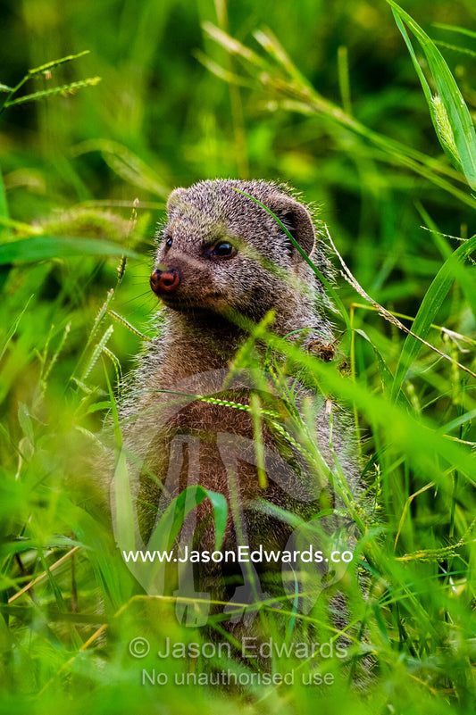 A Banded Mongoose standing on it's hind legs to see above the grass. Duba Plains Camp, Ngamiland West, Botswana.