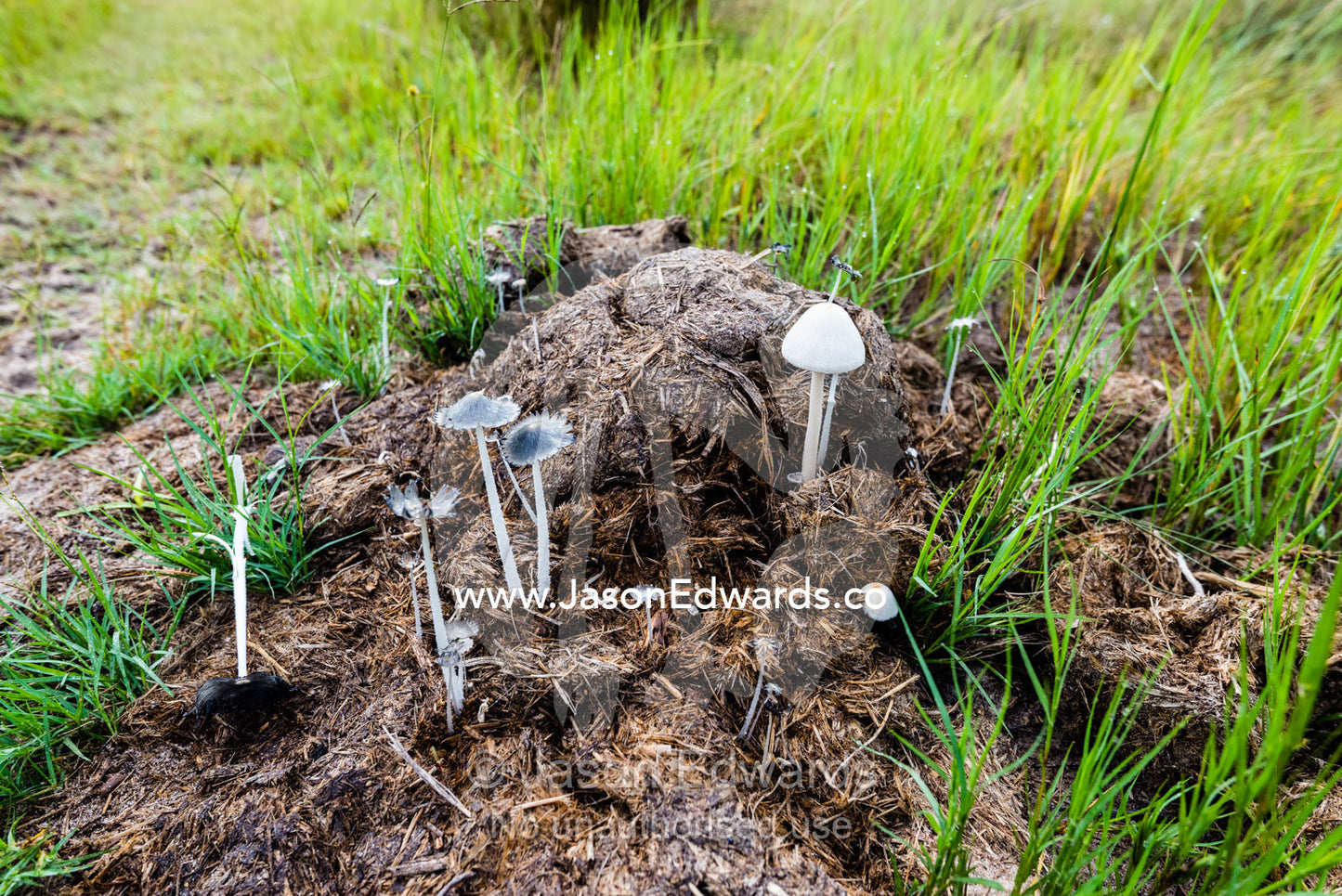 Mushrooms growing from a pile of elephant faeces on a floodplain. Duba Plains Camp, Ngamiland West, Botswana.