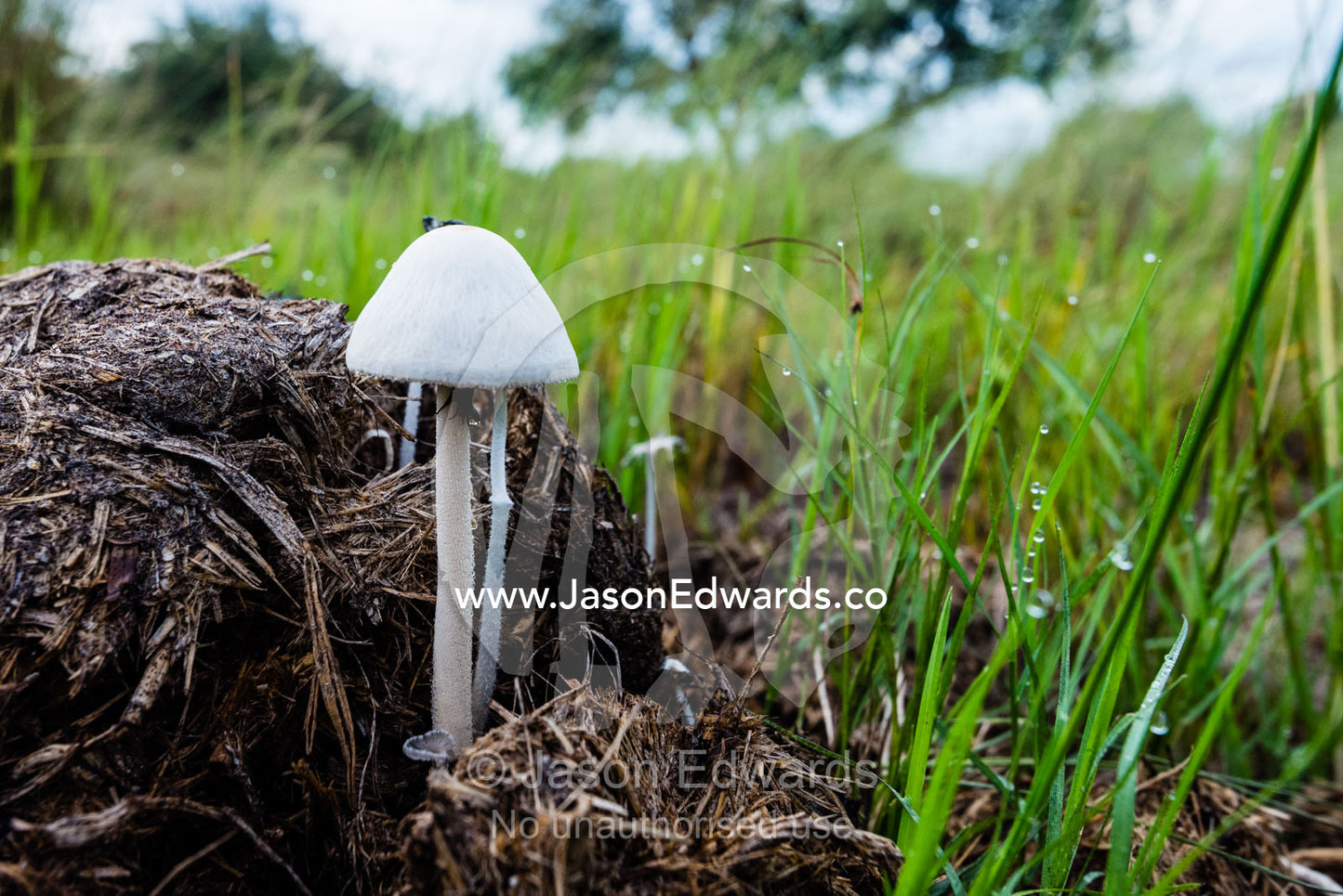 Mushrooms growing from a pile of elephant faeces on a floodplain. Duba Plains Camp, Ngamiland West, Botswana.