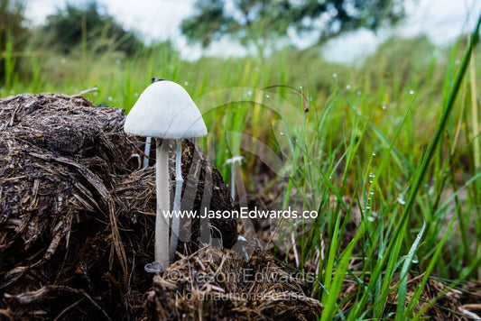 Mushrooms growing from a pile of elephant faeces on a floodplain. Duba Plains Camp, Ngamiland West, Botswana.