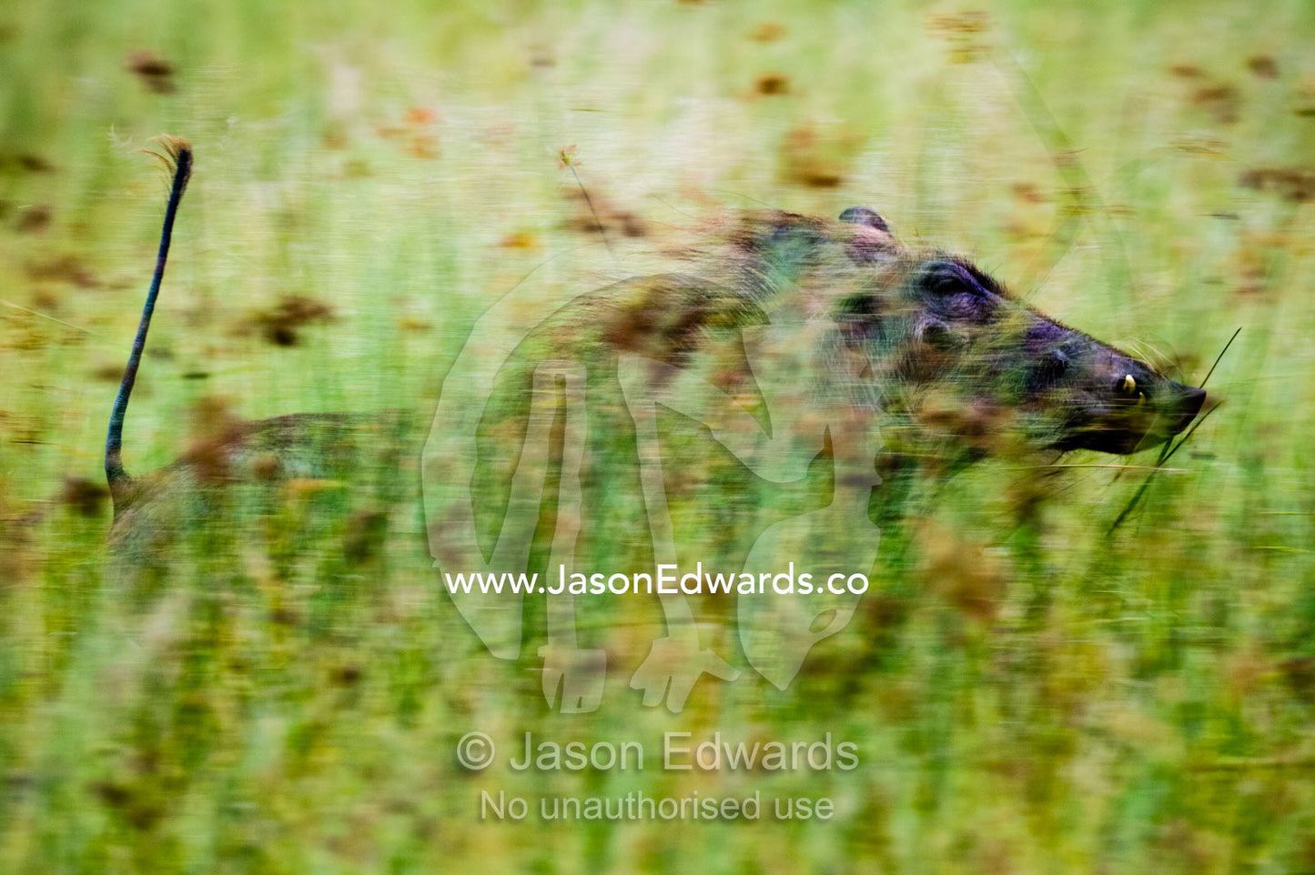 A Warthog running through the tall grass of a floodplain with it's tail in the air. Duba Plains Camp, Ngamiland West, Botswana.