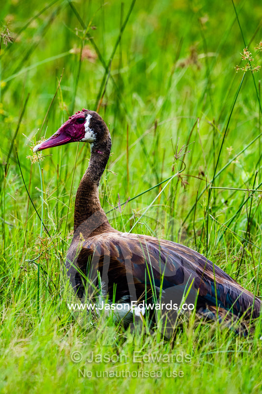 A Spur-winged Goose standing in the reeds on a floodplain. Duba Plains Camp, Ngamiland West, Botswana.