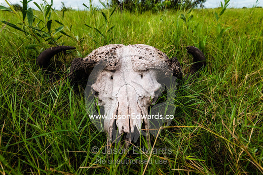The horns and skull of an African Buffalo killed, by lions on a floodplain. Duba Plains Camp, Ngamiland West, Botswana.