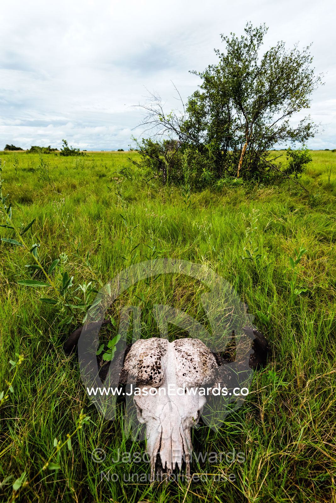 The horns and skull of an African Buffalo filled by lions on a floodplain. Duba Plains Camp, Ngamiland West, Botswana.