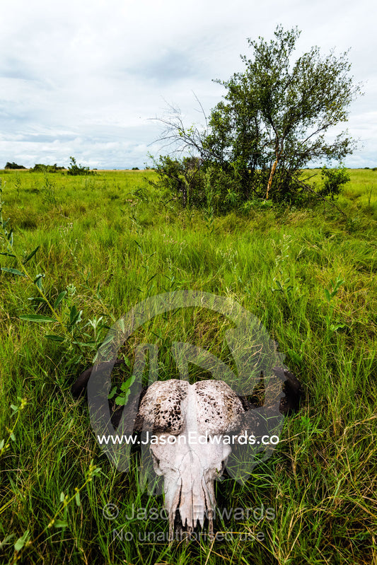 The horns and skull of an African Buffalo filled by lions on a floodplain. Duba Plains Camp, Ngamiland West, Botswana.