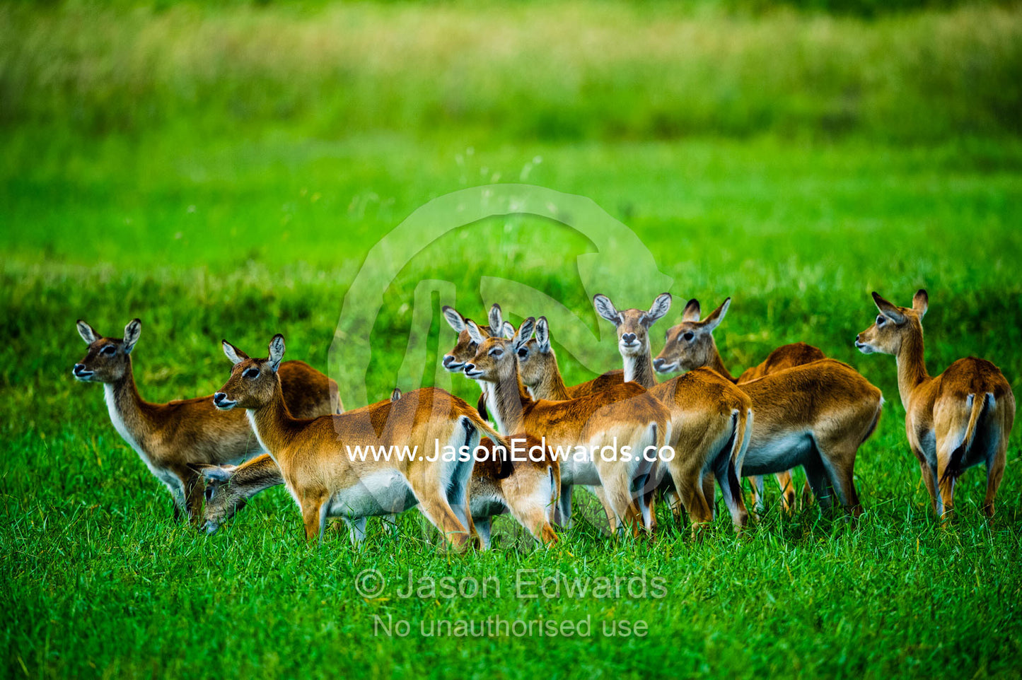 A herd of Red Lechwe standing alert for predators on a floodplain. Duba Plains Camp, Ngamiland West, Botswana.