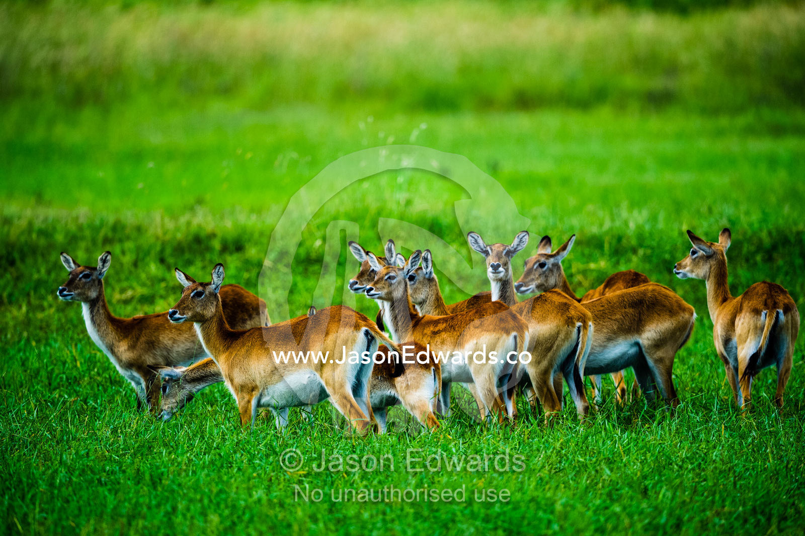 A herd of Red Lechwe standing alert for predators on a floodplain. Duba Plains Camp, Ngamiland West, Botswana.