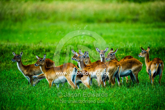 A herd of Red Lechwe standing alert for predators on a floodplain. Duba Plains Camp, Ngamiland West, Botswana.