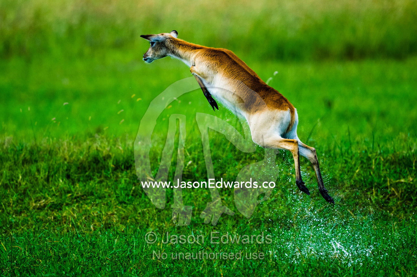A Red Lechwe jumps high into the air above a floodplain to escape a threat. Duba Plains Camp, Ngamiland West, Botswana.
