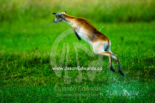 A Red Lechwe jumps high into the air above a floodplain to escape a threat. Duba Plains Camp, Ngamiland West, Botswana.