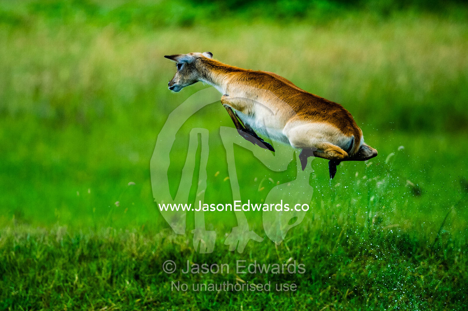 A Red Lechwe jumps high into the air above a floodplain to escape a threat. Duba Plains Camp, Ngamiland West, Botswana.