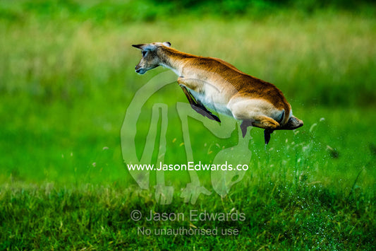 A Red Lechwe jumps high into the air above a floodplain to escape a threat. Duba Plains Camp, Ngamiland West, Botswana.
