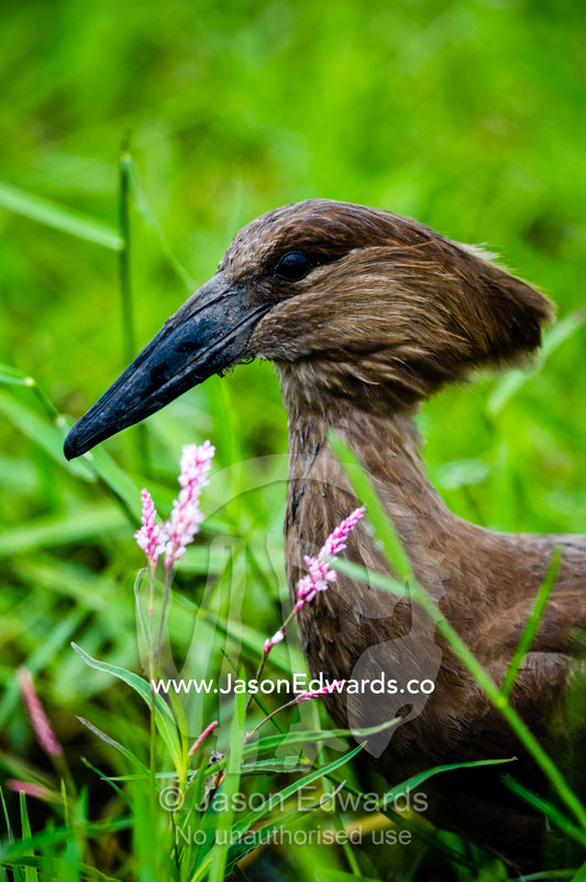 The anvil-shaped head of a Hamerkop standing in reeds. Duba Plains Camp, Ngamiland West, Botswana.