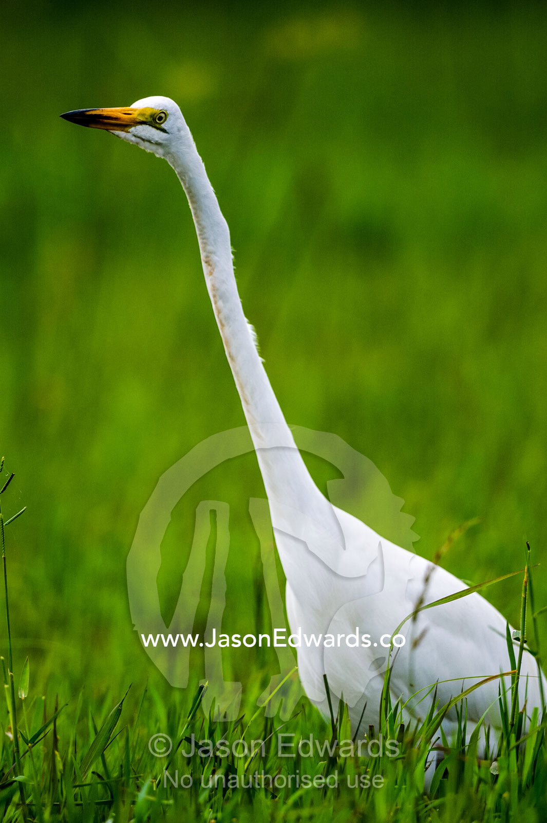 A Great White Egret stretching it's long neck strait. Duba Plains Camp, Ngamiland West, Botswana.