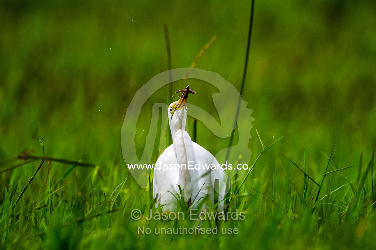 A Great White Egret catching a fish with it's sharp bill. Duba Plains Camp, Ngamiland West, Botswana.