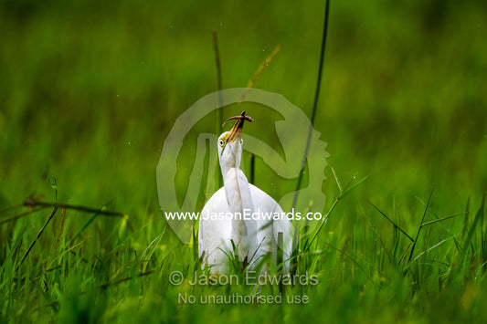 A Great White Egret catching a fish with it's sharp bill. Duba Plains Camp, Ngamiland West, Botswana.