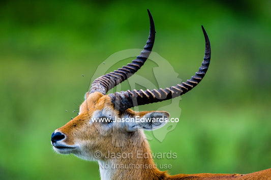 An adult male Red Lechwe with sharp spiral horns. Duba Plains Camp, Ngamiland West, Botswana.