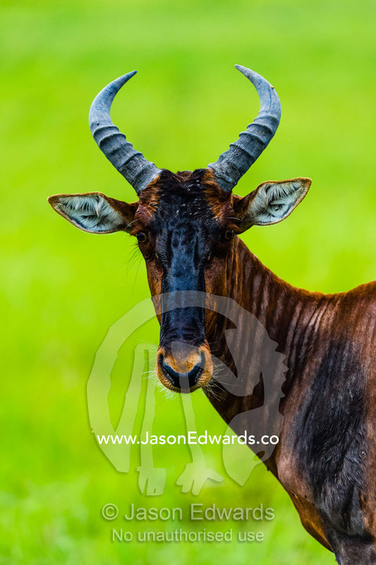 A portrait of a Tsessebe with pointed horns and large ears. Duba Plains Camp, Ngamiland West, Botswana.
