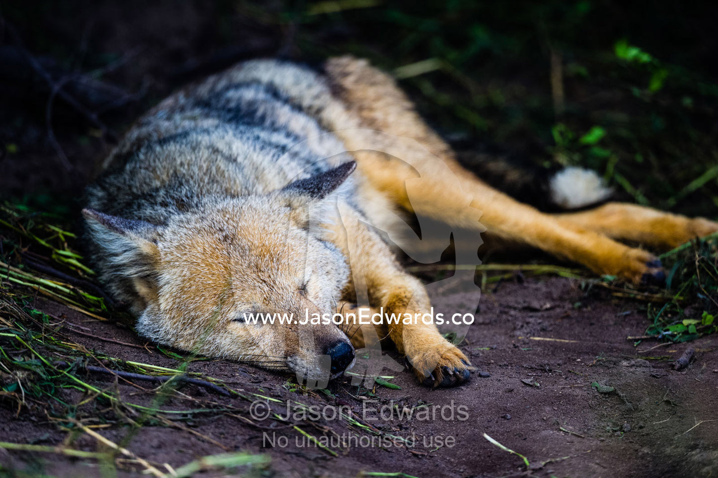 A Black-Backed Jackal sleeping beneath a termite mound. Duba Plains Camp, Ngamiland West, Botswana.
