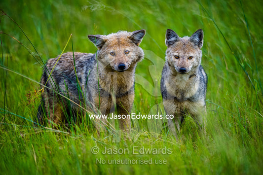 A mother Black-Backed Jackal and her large pup on a grassland. Duba Plains Camp, Ngamiland West, Botswana.