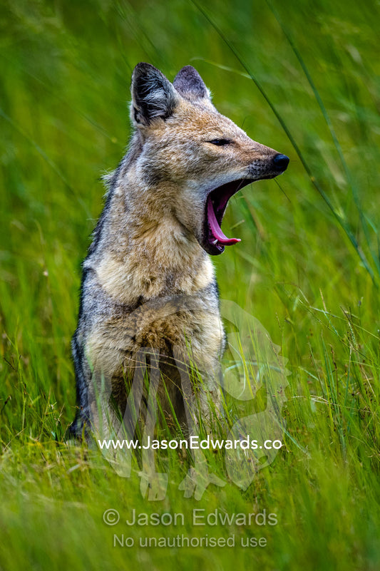 A Black-Backed Jackal yawning on a hot afternoon. Duba Plains Camp, Ngamiland West, Botswana.
