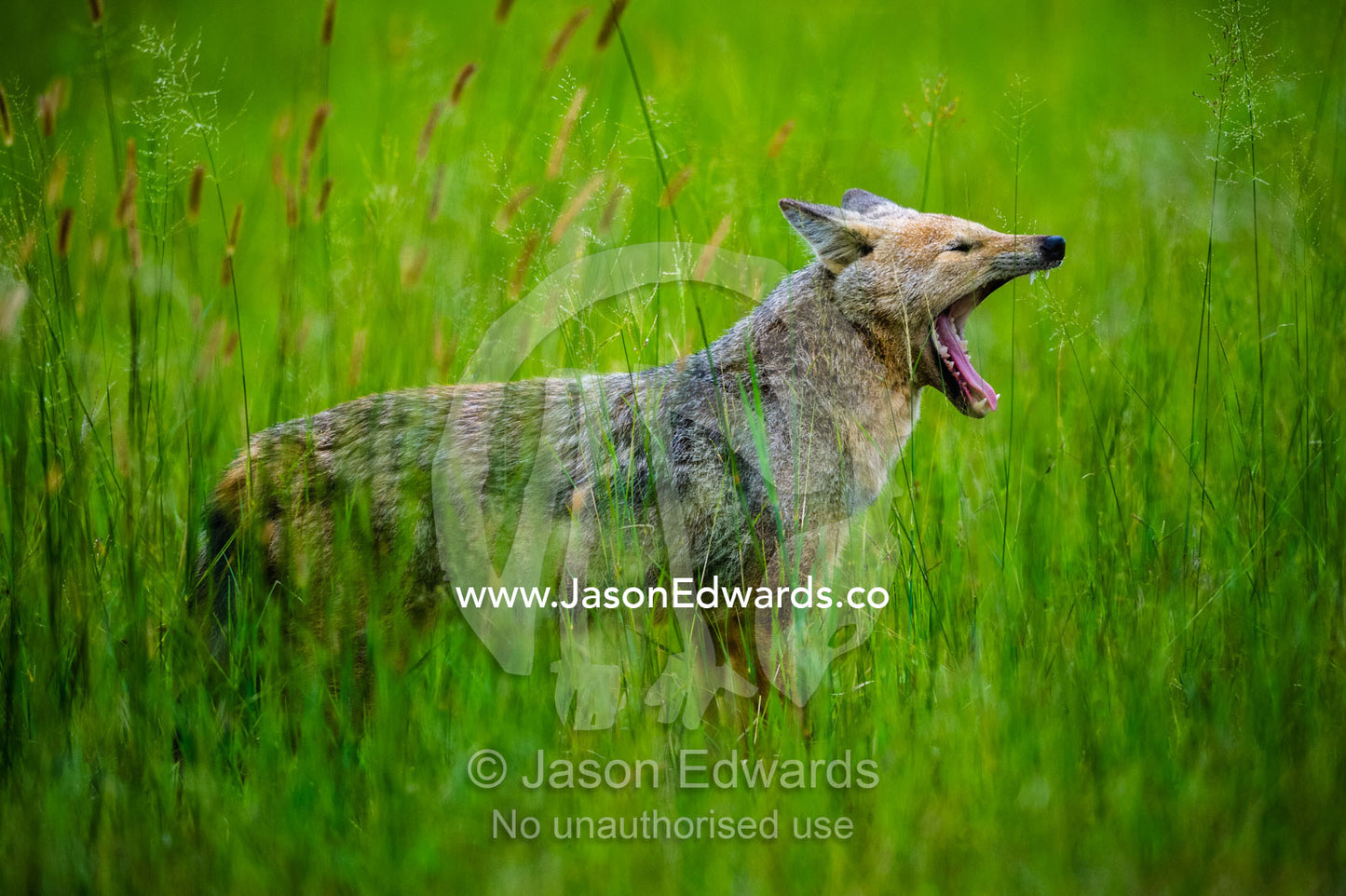 A Black-Backed Jackal yawning on a hot afternoon. Duba Plains Camp, Ngamiland West, Botswana.