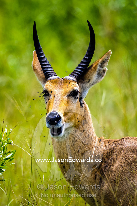 An adult male Southern Reedbuck with sharp spiral horns. Duba Plains Camp, Ngamiland West, Botswana.